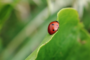 Shaw’s Professional Turf Insecticides